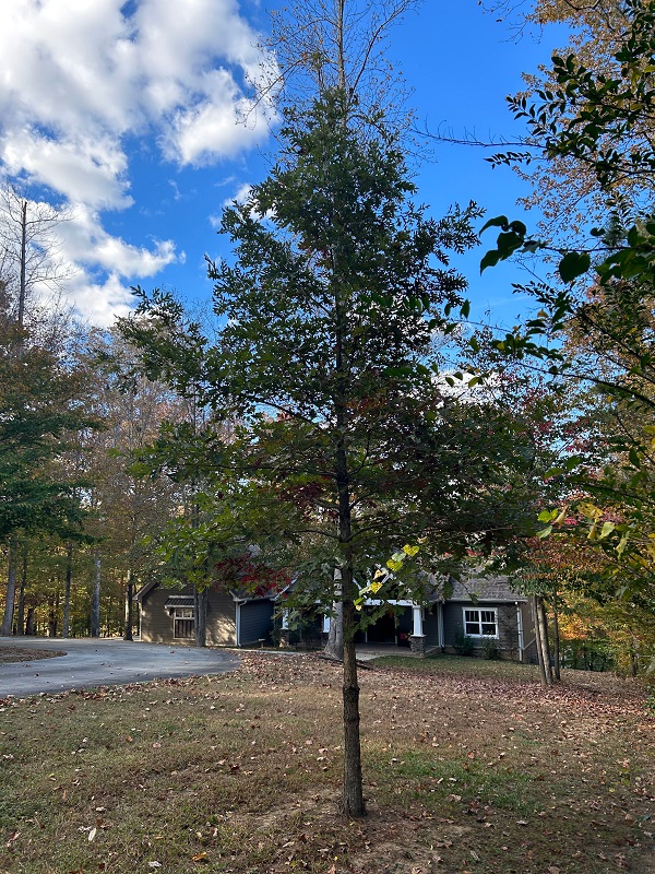 The Nicholas Tree in front of our home. Leaves of Righteousness. 