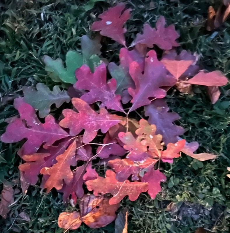 Leaves from the Nicholas Tree