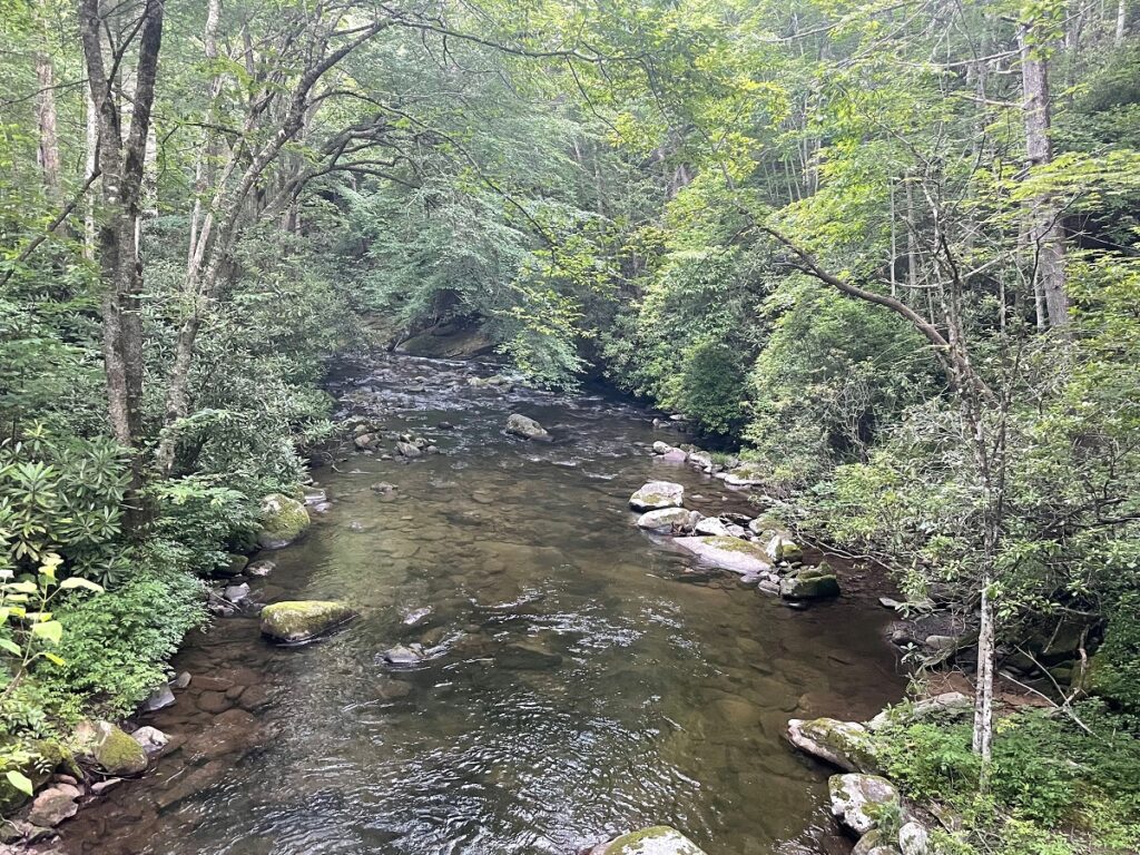 Tree Plannted by Water