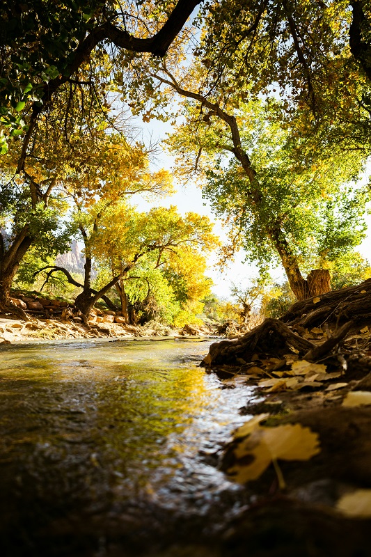 Bank of the river